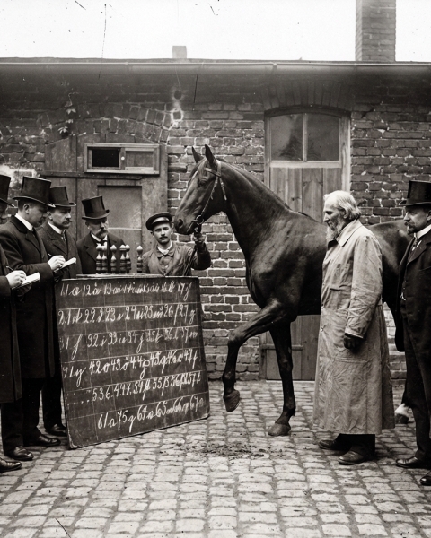 Fenomenala inteligență a cailor Fenomenala inteligență a cailor