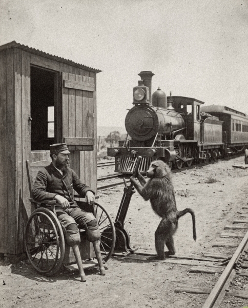 Povestea lui Jack, un babuin care a fost angajat oficial la sfîrșitul secolului al XIX-lea