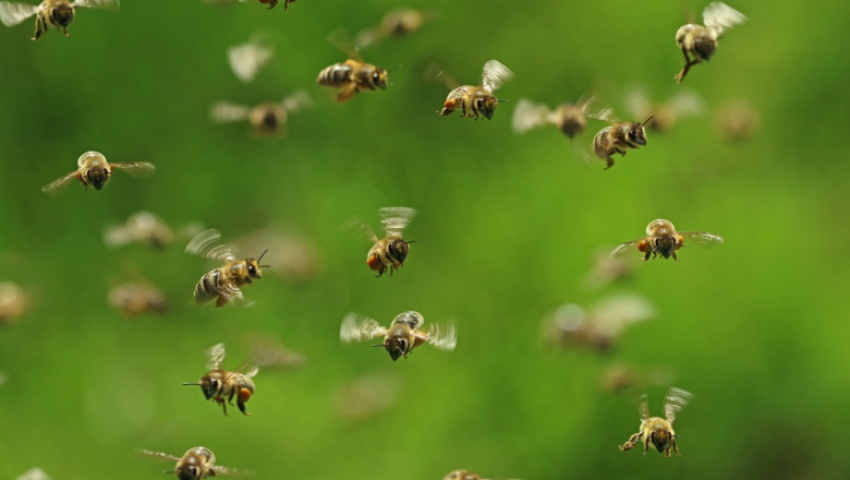 Un american a murit dupa ce a fost atacat de un roi de albine ucigase in timp ce tundea iarba