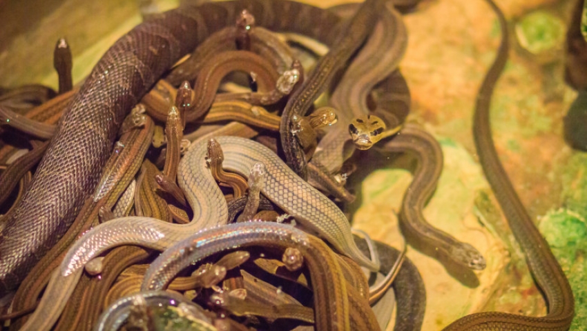 Un american a fost gasit mort in casa, inconjurat de 124 de serpi