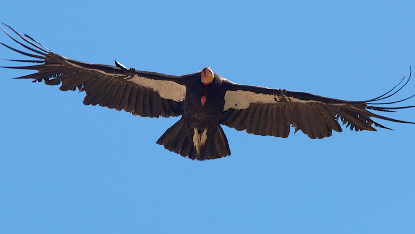 Condorul andin este cea mai eficienta pasare din lume: da din aripi o data la 140 de kilometri