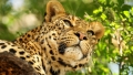 Un fotomodel a fost muscat de cap de un leopard in timpul unei sedinte foto