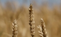 În sezonul 2023-2024, Federația Rusă va domina piața cerealelor