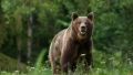 Ursul Papillon, un “maestru al evadarilor”, a fost capturat dupa ce a fugit in urma cu o luna dintr-o rezervatie din Alpi