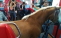 Intimplare inedita in Austria. Un barbat s-a urcat in tren cu un cal
