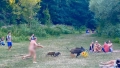 Un nudist din Berlin a fugarit un mistret cu doi pui, dupa ce animalul a iesit din padure si i-a luat laptopul