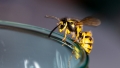 Cum poate o viespe sa provoace prabusirea unui avion