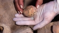 Ou de gaina aproape intreg de acum 1000 de ani