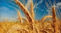 Costuri optimiste la alimentele din Europa pricinuite de starea bună a culturilor de grîu