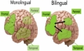 VORBESTI DOUA LIMBI? VEI REZISTA MAI BINE DECLINULUI COGNITIV