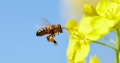 Rolul albinele din mediul urban în sănătatea noastră