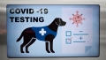 „Testul canin” pentru Covid-19