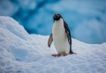 Un pinguin ”vagabond” din Antarctica a calatorit ”din greseala” 3.000 de km
