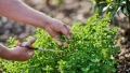 Planta aromatică pe care mulți o folosesc fără să-i cunoască proprietățile