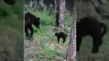 Incredibil! Un motan a alungat un urs de la petrecerea unor pescari dintr-o padure din Rusia