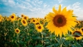 Asta-i tare! Hotii romani au reusit sa fure 30 de hectare de floarea-soarelui