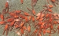 Continua sa ramina un mister pentru stiinta moartea in masa a crabilor si homarilor, dupa doi ani de cercetari