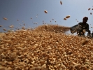 SUA au achiziționat 210.000 de tone de grîu din UE