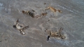 Seceta cumplita in Kazahstan. Sute de cai au murit de foame si de sete si se descompun in stepa fierbinte
