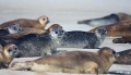 Din cauza topirii gheții, numărul focilor din Antarctica se reduce drastic Din cauza topirii gheții, numărul focilor din Antarctica se reduce drastic