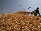Se prognozează că UE va deveni, în curînd, cel mai mare producător de grîu din lume