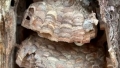 Un cuib de „viespi ucigase”, cele mai mari din lume, a fost distrus in SUA