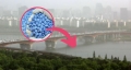 In apele uzate din Seul, au fost gasite concentratii ridicate de Viagra
