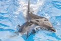 De la jumătatea lunii Decembrie, pe plajele litoralului atlantic francez, au eşuat peste 900 de delfini