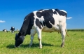 O vacă i-a băgat în sperieți pe mai mulți locuitori dintr-un oraș din Franța