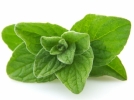 OREGANO APARA STOMACUL DE INFECTII