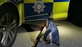 Politisti din Marea Britanie au gasit un pinguin care mergea pe mijlocul drumului