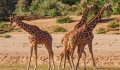 10 lucruri inedite pe care n-ar strica sa le stii despre girafe