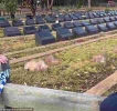 După cîteva ore de la atacul împotriva comunității evreiești din Sydney, un cimitir musulman a fost profanat cu capete de porc