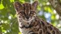 O nouă specie de pisică sălbatică a fost descoperită în Bolivia, o premieră în ultimii 100 de ani