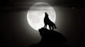 DE CE URLĂ LUPII LA LUNĂ DE CE URLĂ LUPII LA LUNĂ