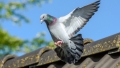 Dupa ce un porumbel a supravietuit unei calatorii de 13.000 de kilometri, autoritatile australiene vor sa-l omoare