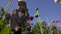 Cantitatile de opiu produse in Afganistan. Unde ajung drogurile si cit cistiga talibanii