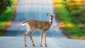 Petiție a iubitorilor de animale