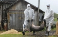 Din Romania si pina in Germania, pesta porcina africana se extinde alarmant in Europa
