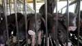 CE va interzice custile pentru animalele din ferme