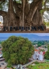 El Árbol del Tule, chiparosul Ahuehuete legendar din Santa María del Tule, Mexic