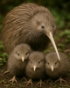 Uimitoarea pasăre kiwi Uimitoarea pasăre kiwi