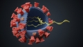 Potrivit unui studiu, o mutatie a virusului SARS-CoV-2 care provine din Spania s-a extins in Europa