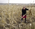 AGRICULTURA ÎNTRE „PATRIOTISM” ŞI INCERTITUDINE