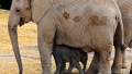 Au fost scosi la vinzare 170 de elefanti din cauza secetei si conflictelor dintre oameni si animale