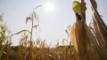 Bloomberg: Culturile de porumb din UE, in pericol. Aproape toata Romania e afectata de seceta, iar Estul Germaniei poate pierde recolta