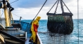 UE înregistrează progrese în refacerea stocurilor de peşte