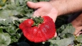 O familie de agricultori din Israel a doborit recordul pentru cea mai mare capsuna din lume