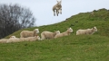 După ce au păscut 300 de kilograme de canabis, oile din turmă săreau mai sus decît caprele