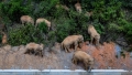 O calatorie senzationala, de sute de kilometri, a unei turme de 15 elefanti prin China